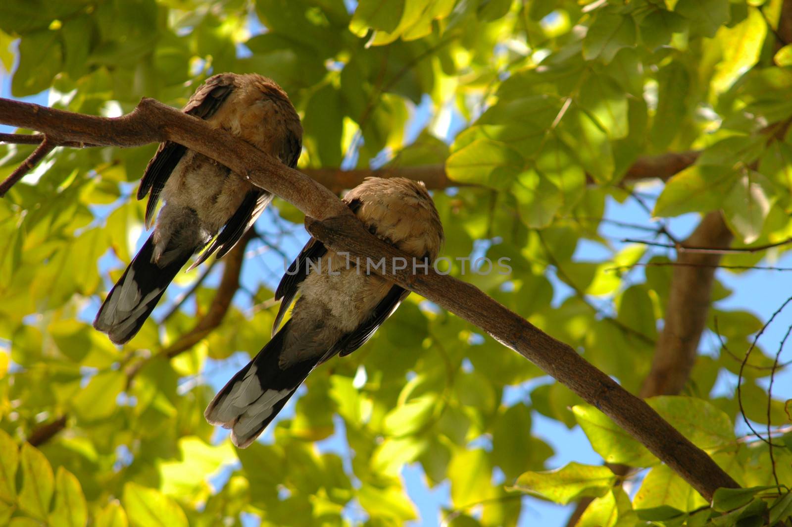 A pair of birds sleeping in a tree