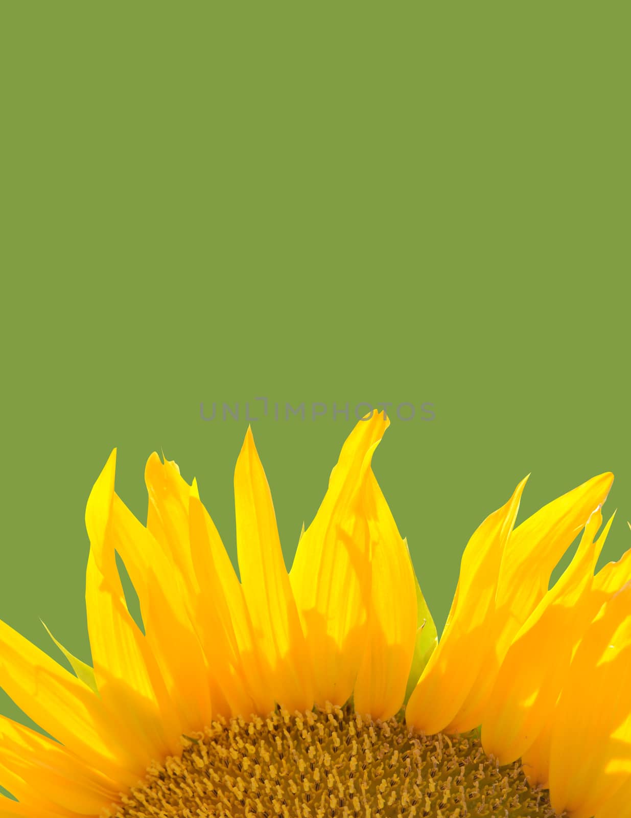Isolated Detail Of A Sunflower With Green Background Copy Space