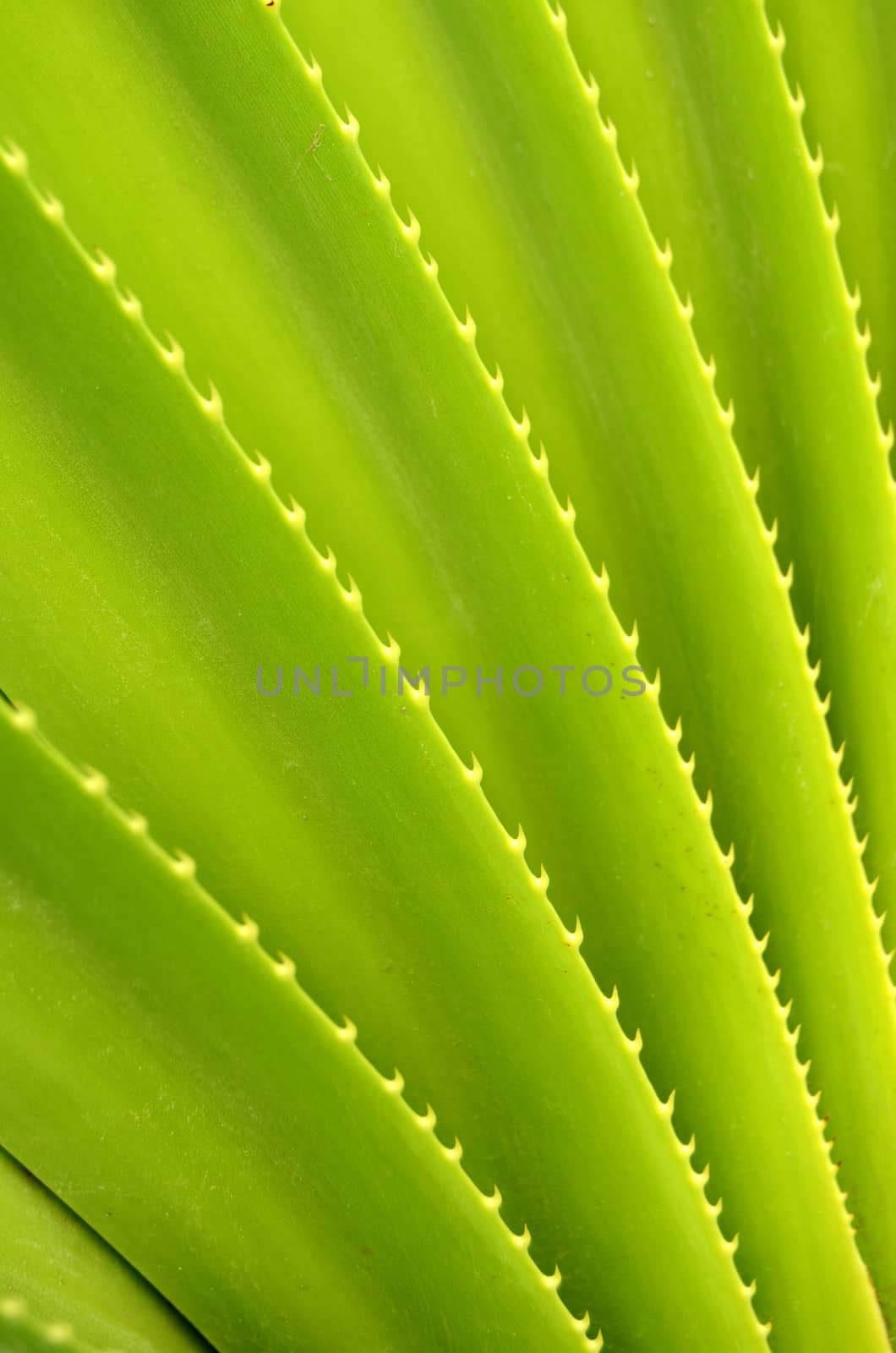 Spiky Tropical Leaf by mrdoomits