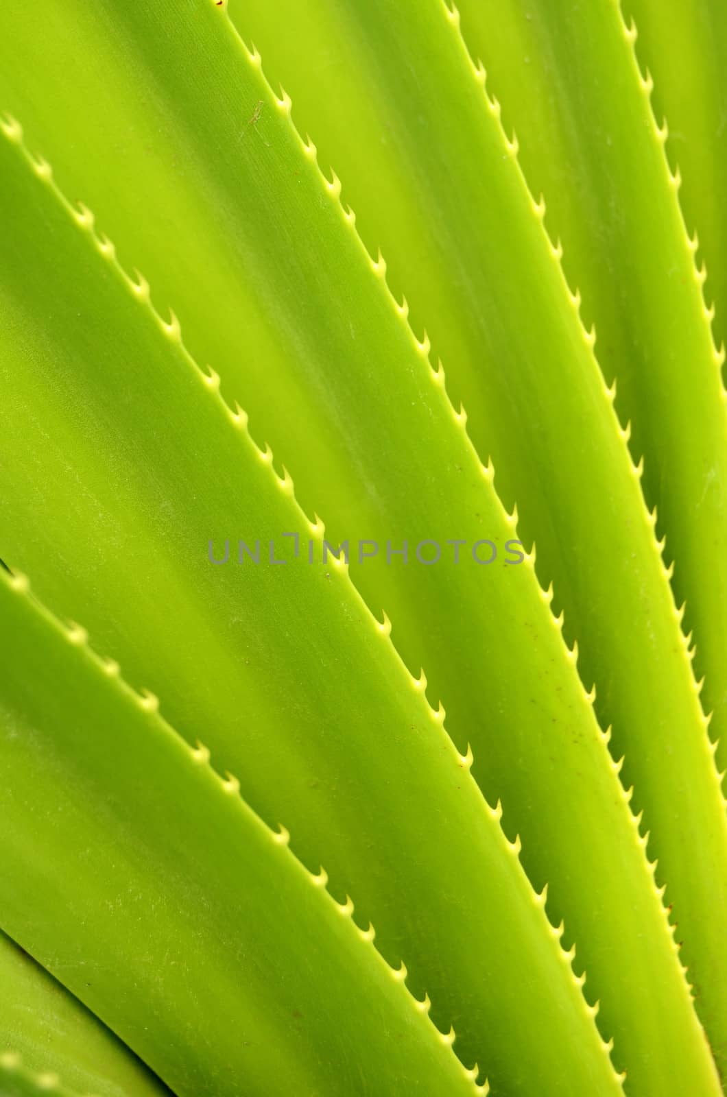 Abstract Background Texture Of Tropical Plant