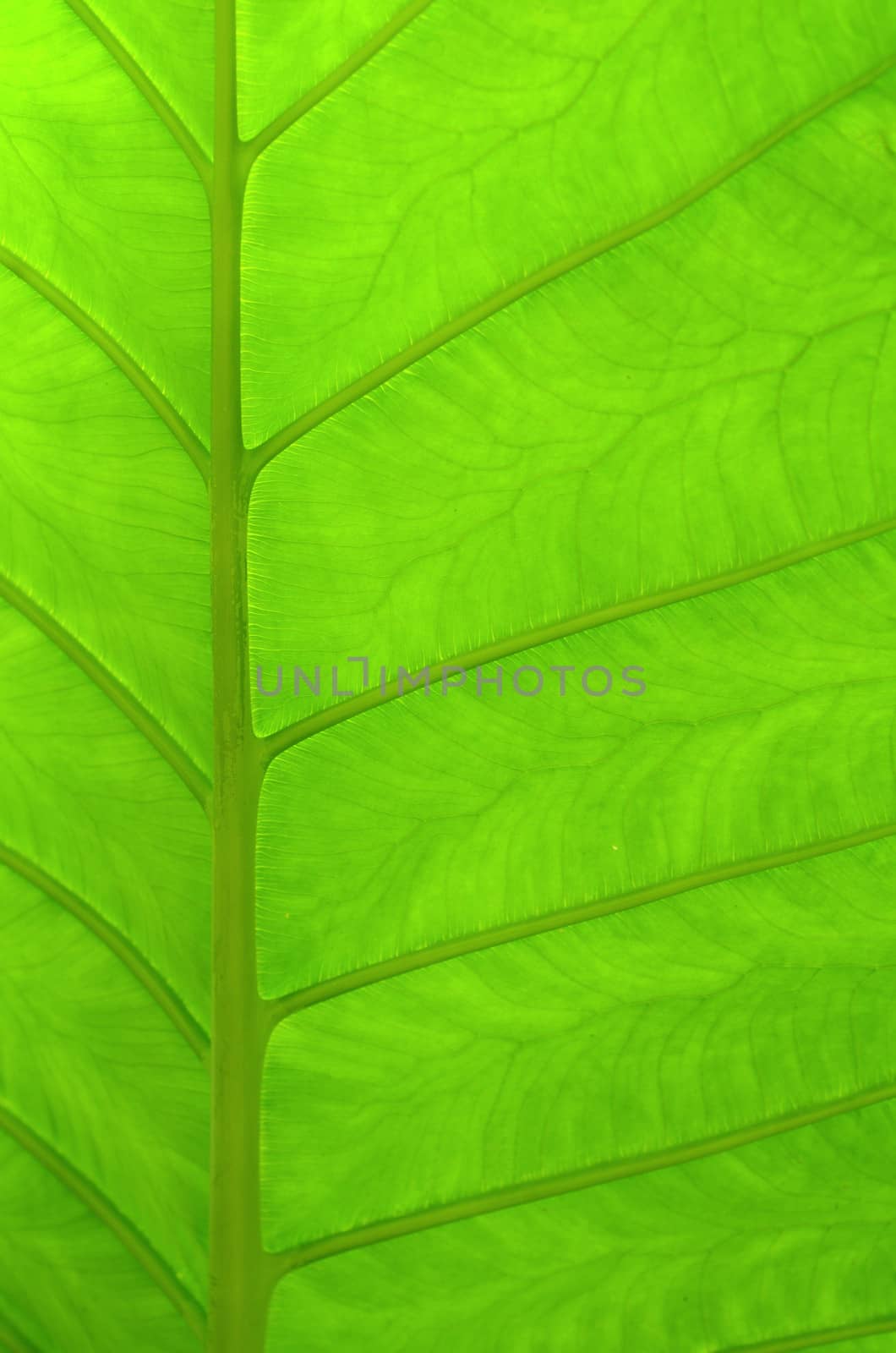 Abstract Background Texture Of A Beautiful Green Tropical Leaf