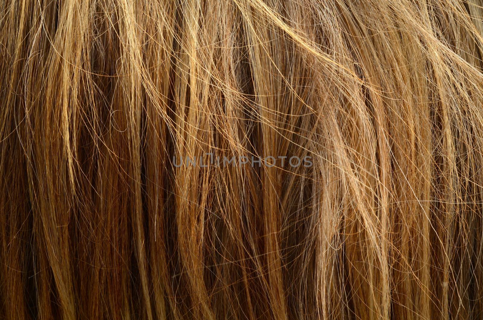 Abstract Background Texture Of Messy Coarse Animal Hair