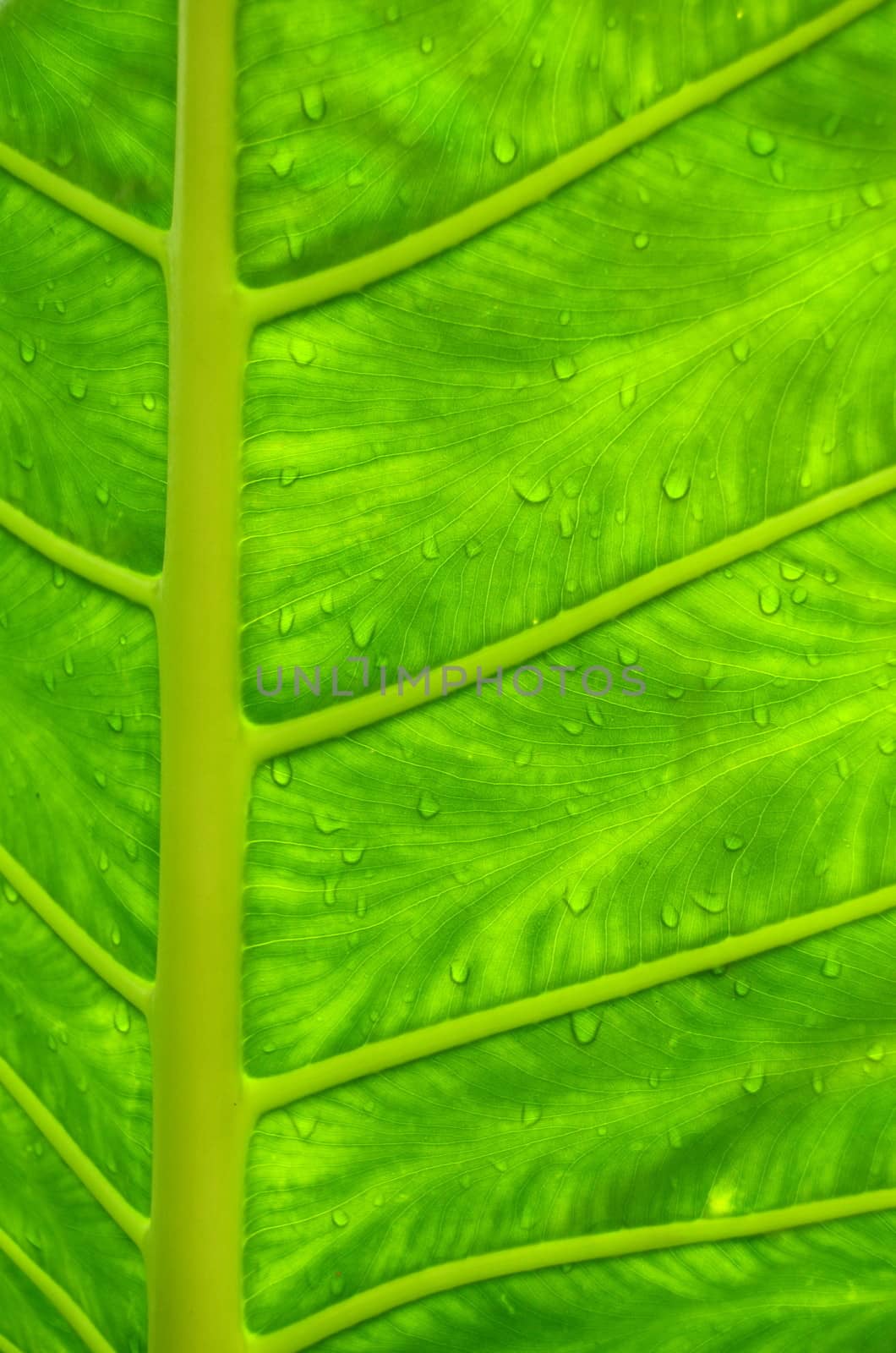 Water Drops On A Leaf In A Tropical Rainforest
