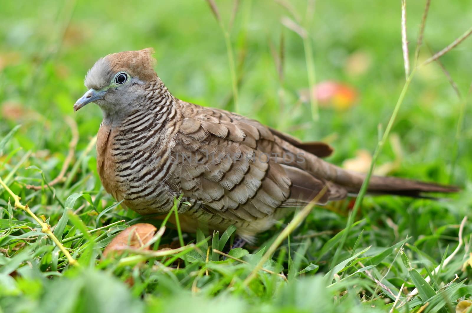 Ground Dove Bird by mrdoomits
