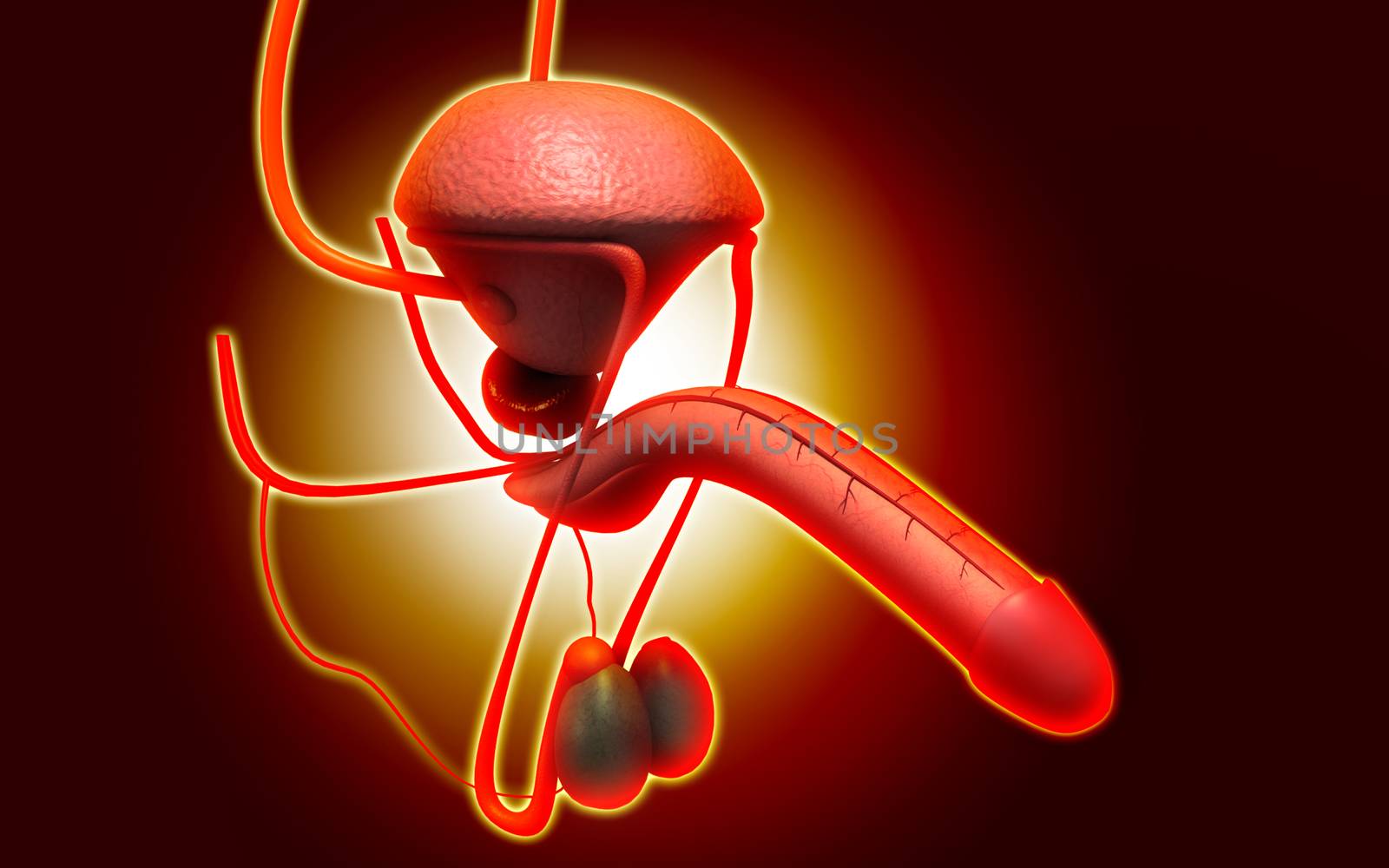 Male reproductive system