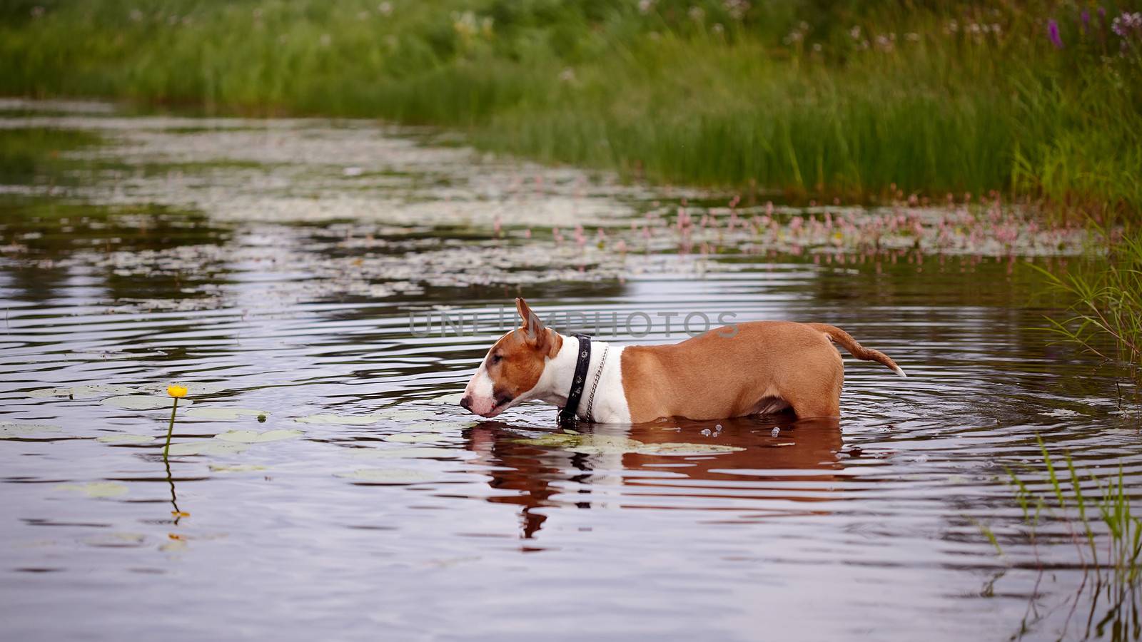English bull terrier. Thoroughbred dog. Canine friend. Red dog. English red bull terrier in the lake with a flower