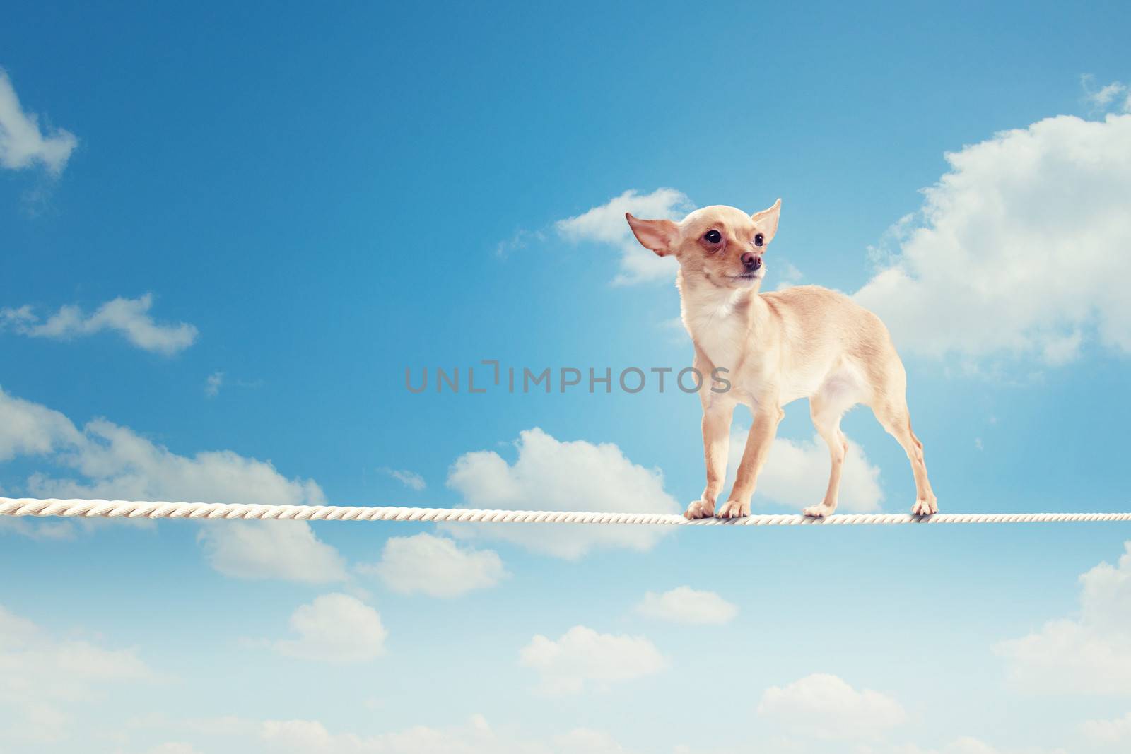 Image of little dog balancing on rope