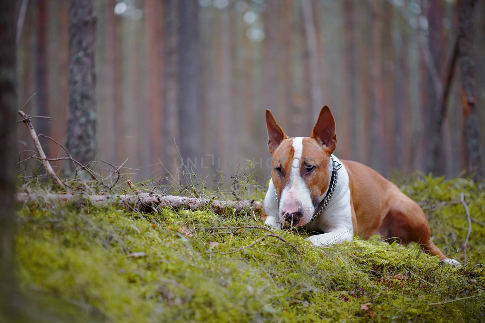 English bull terrier. Thoroughbred dog. Canine friend. Red dog. Bull terrier in the wood.