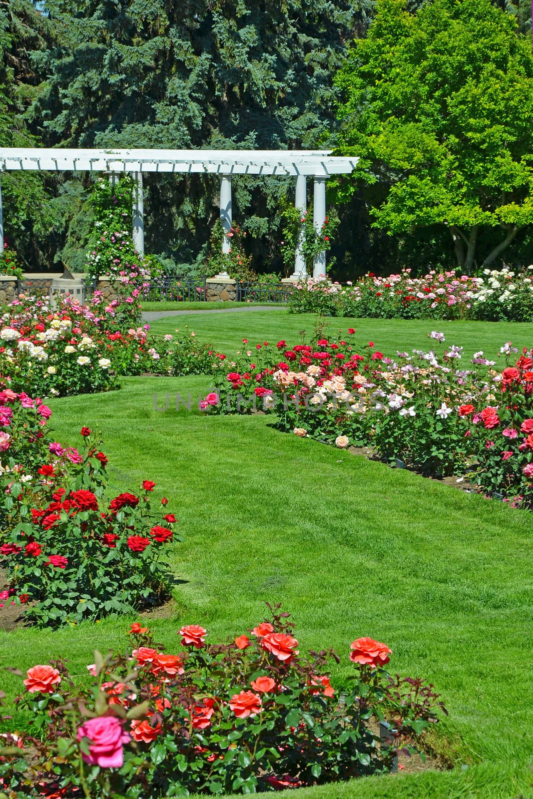 Beautiful summer rose garden in botanical park