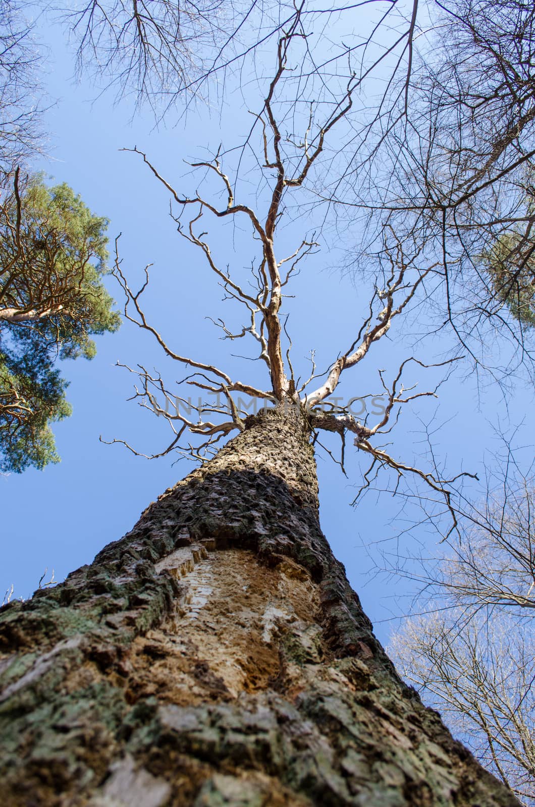 dead oak tree trunk branches forest park blue sky by sauletas