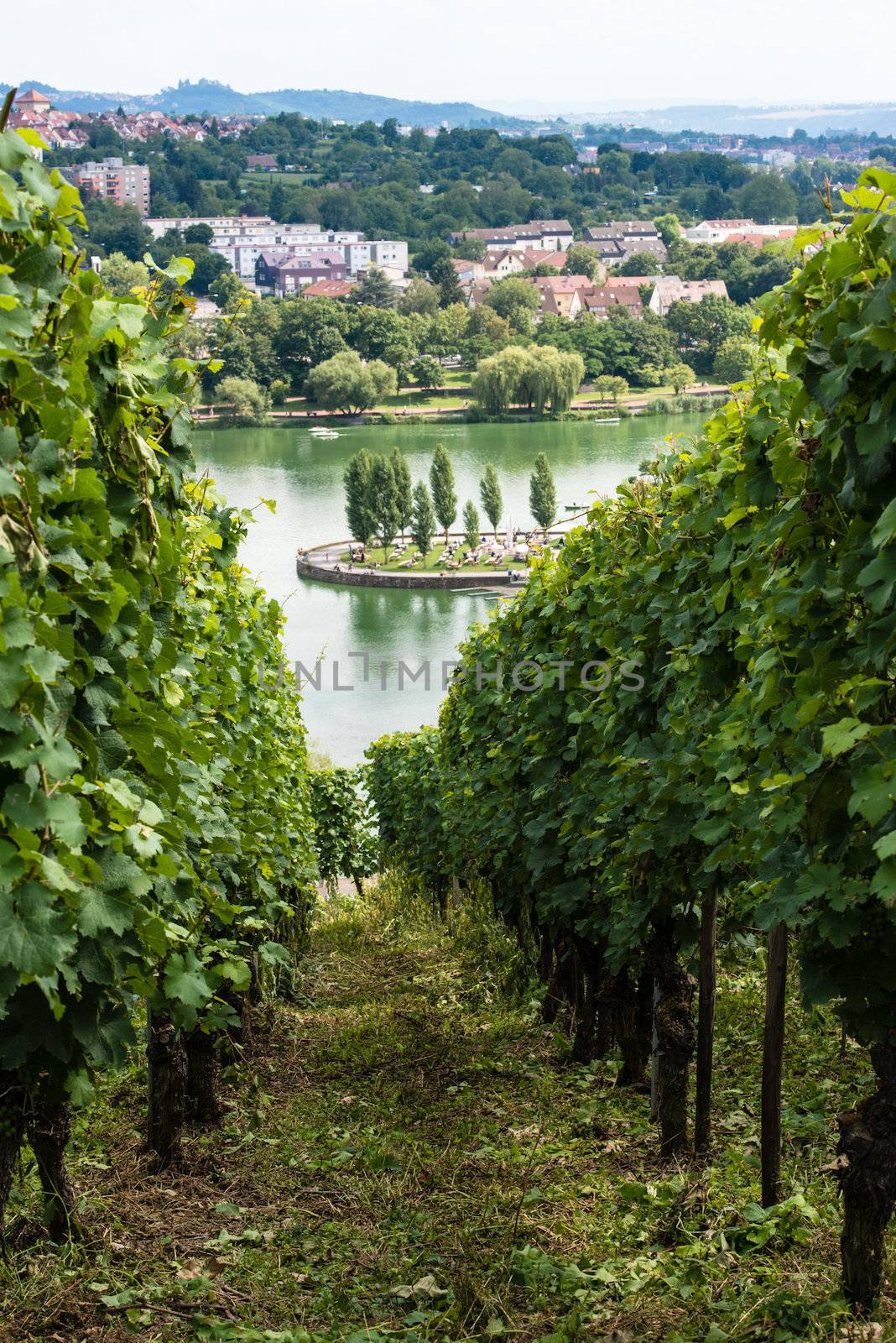 Vineyards in Stuttart - Bad Cannstatt: Very steep hills along river Neckar with the Max-Eyth See (lake) in the background