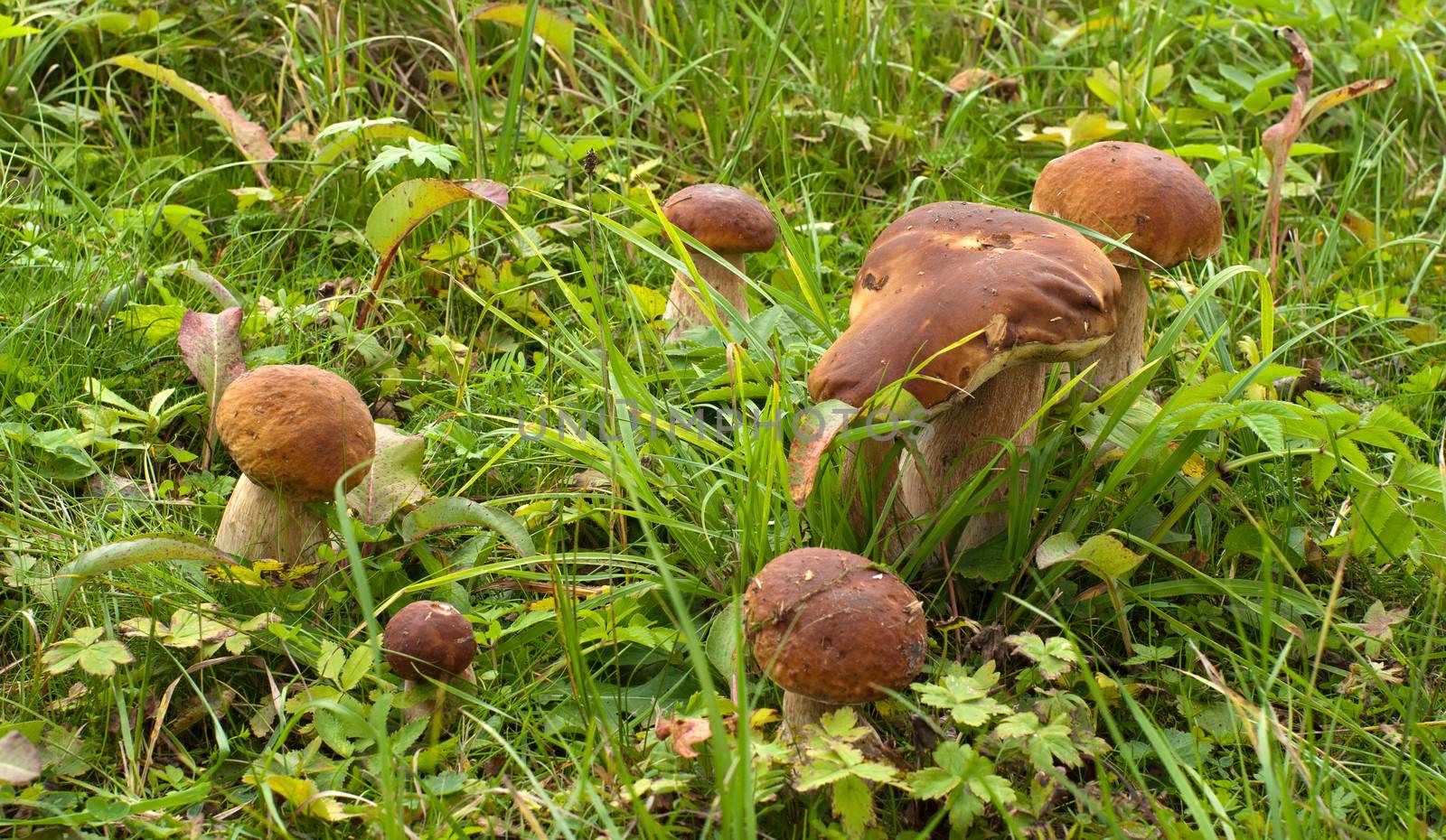 Mushroom. by kromeshnik