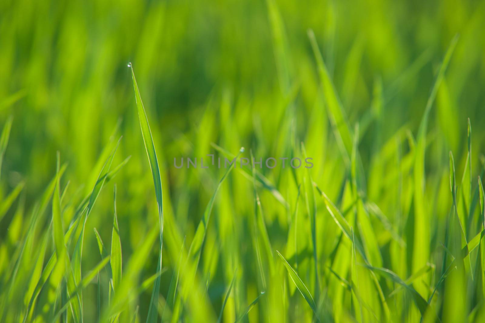 Close up of fresh thick grass with water drops in the early morning
