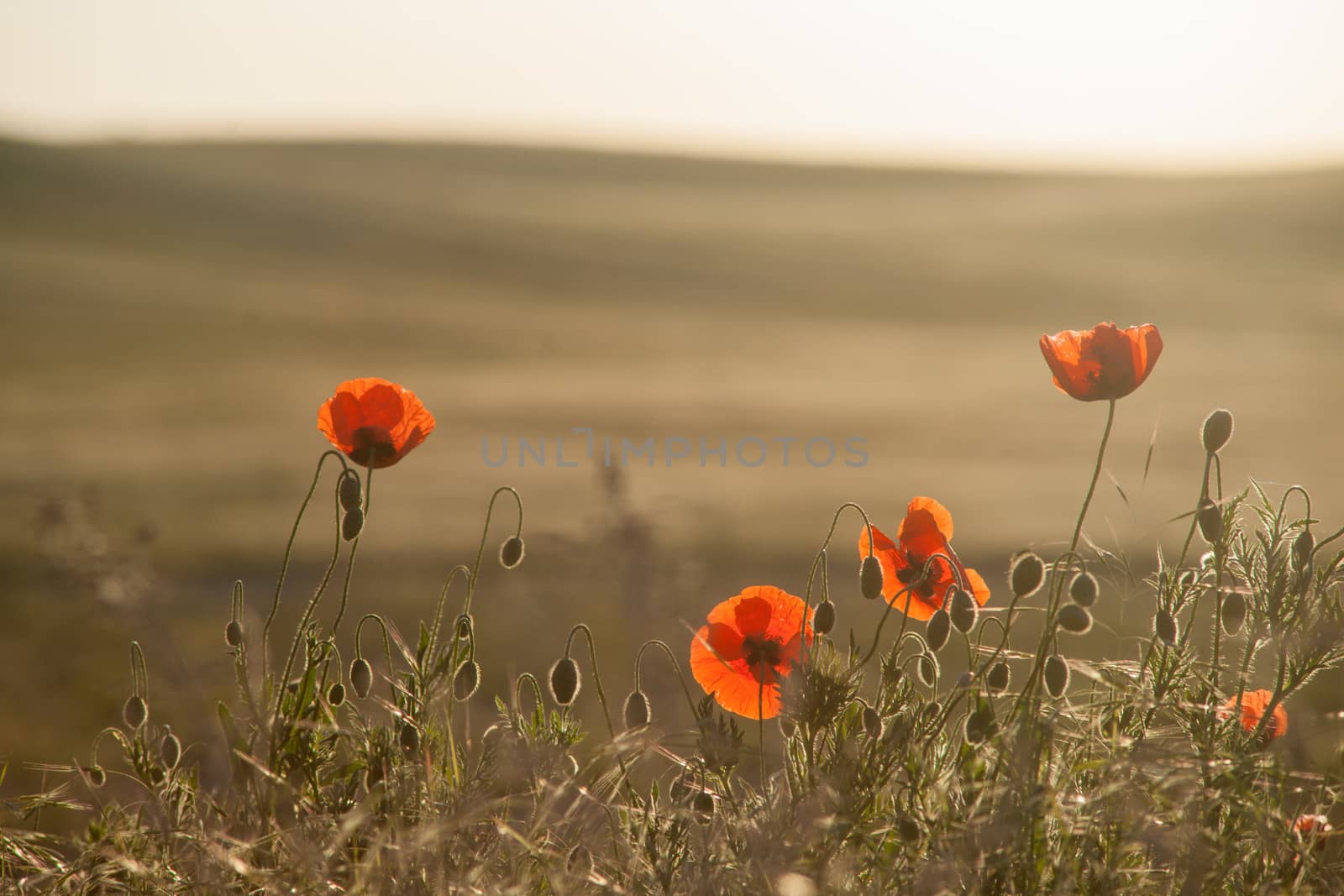 Field of Corn Poppy Flowers Papaver rhoeas in Spring