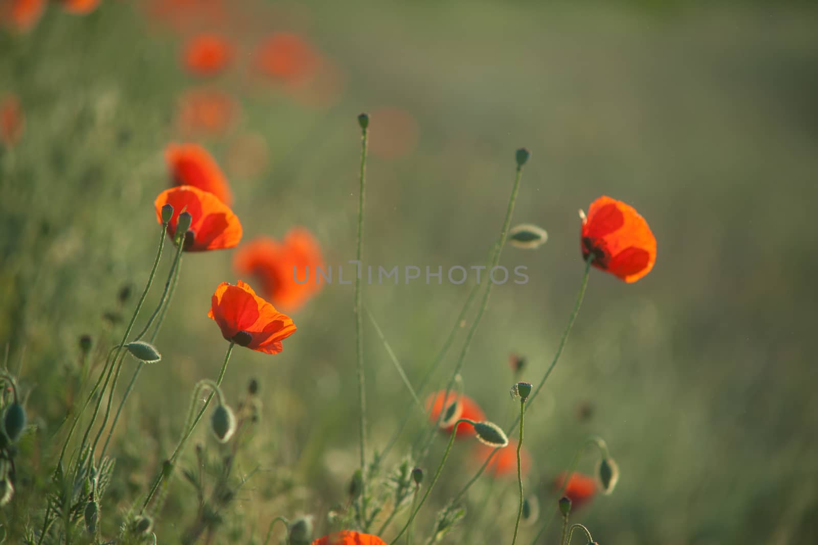Field of Corn Poppy Flowers Papaver rhoeas in Spring