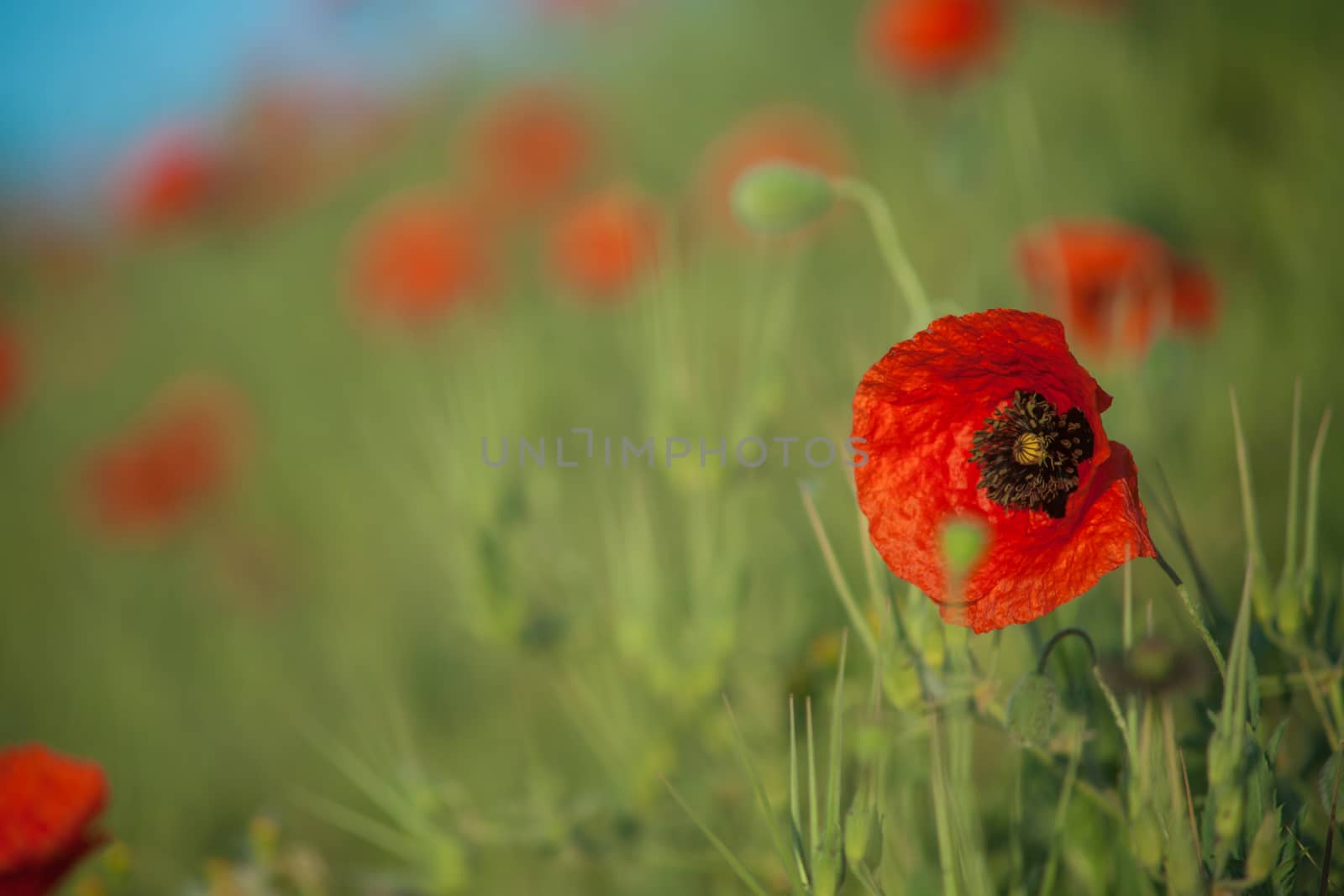 Field of Corn Poppy Flowers Papaver rhoeas in Spring