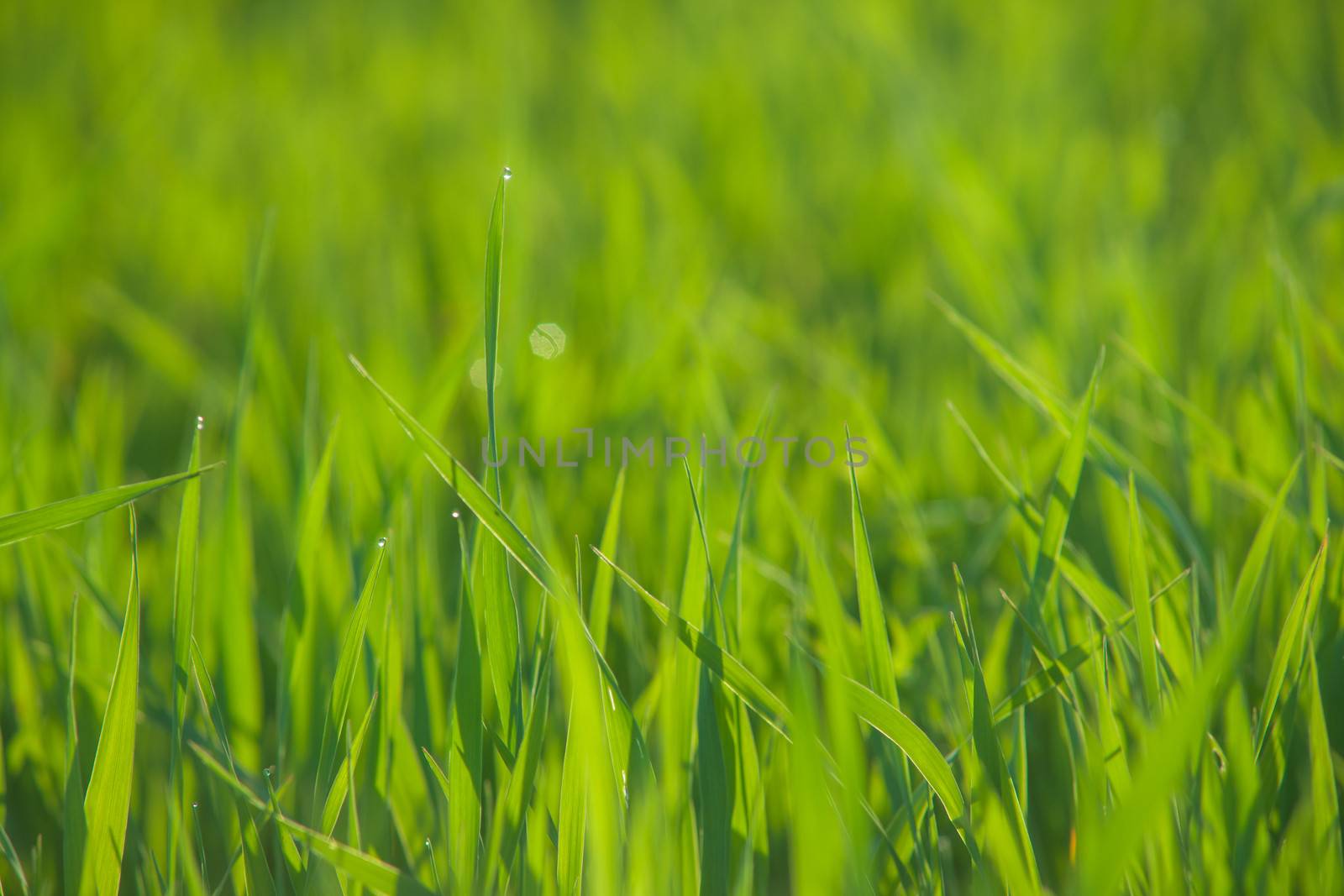 Close up of fresh thick grass with water drops in the early morning
