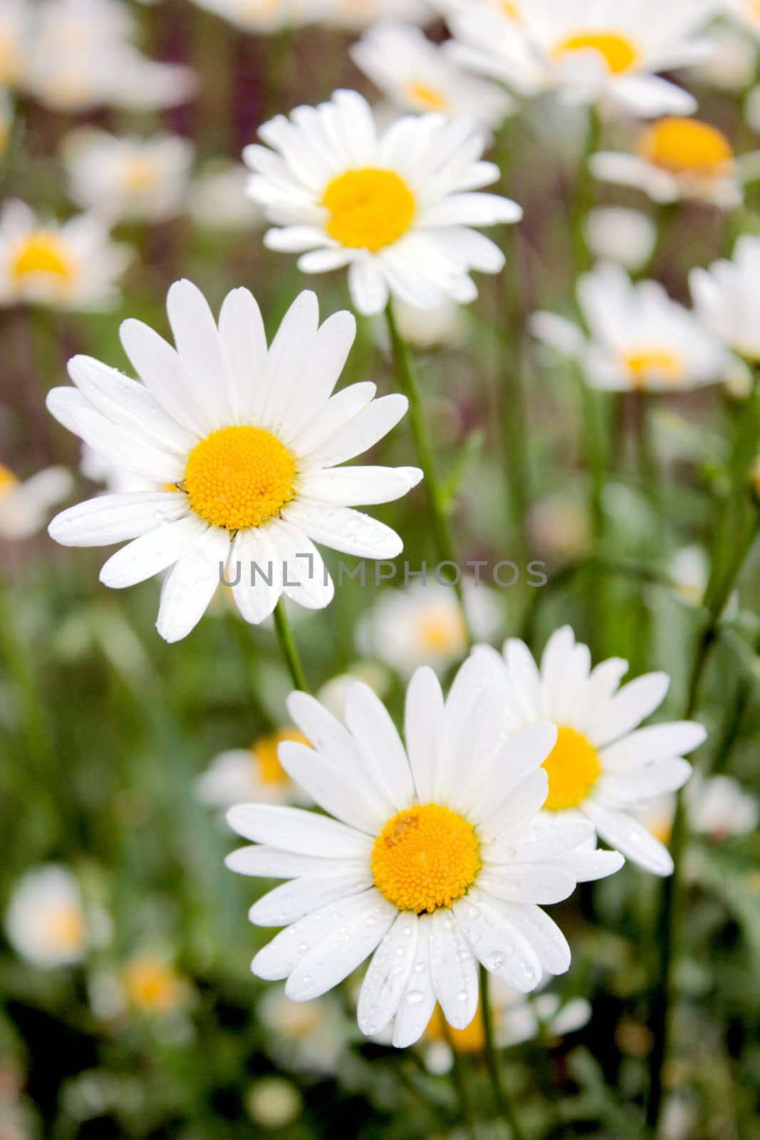 flower-bed of white beautiful chamomiles by alexmak