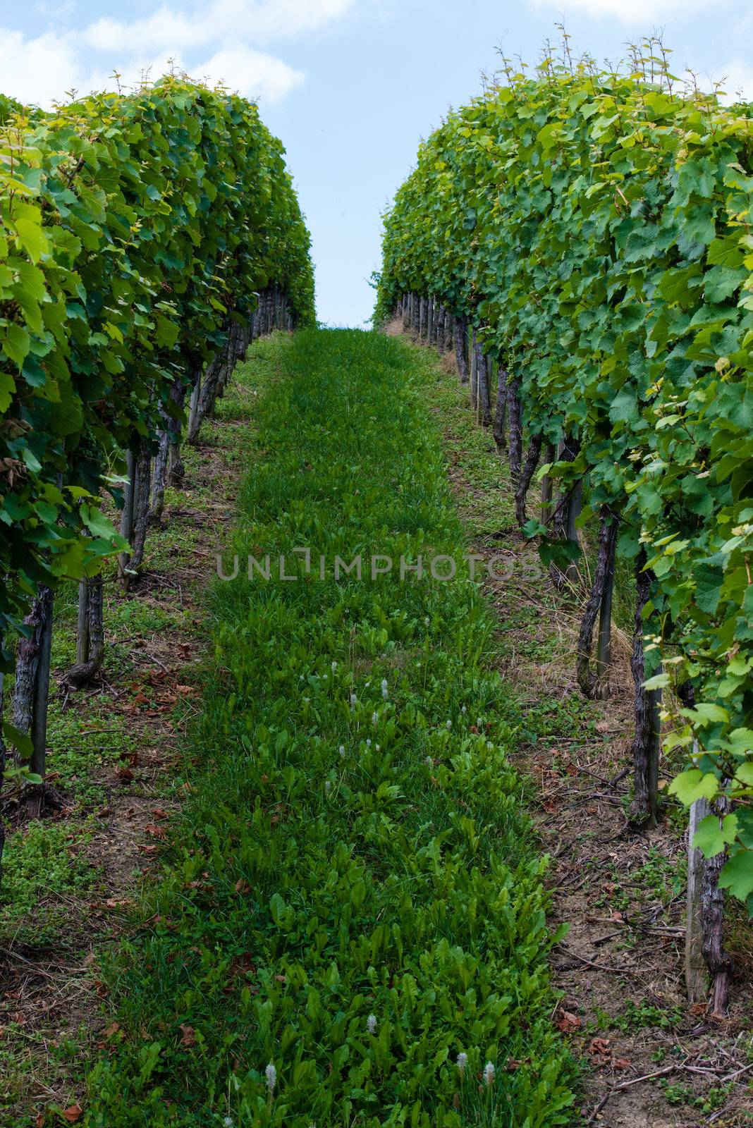 Horizon over endless vines in a row growing in the Bad Cannstatt region of Stuttgart, Germany