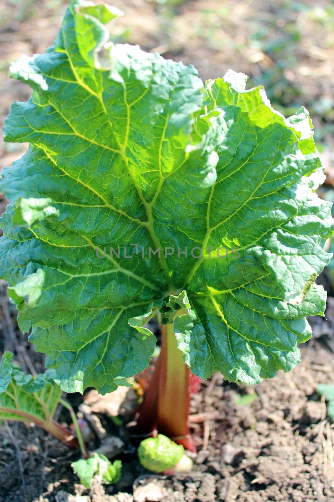 Young sprout of a rhubarb in the spring by alexmak