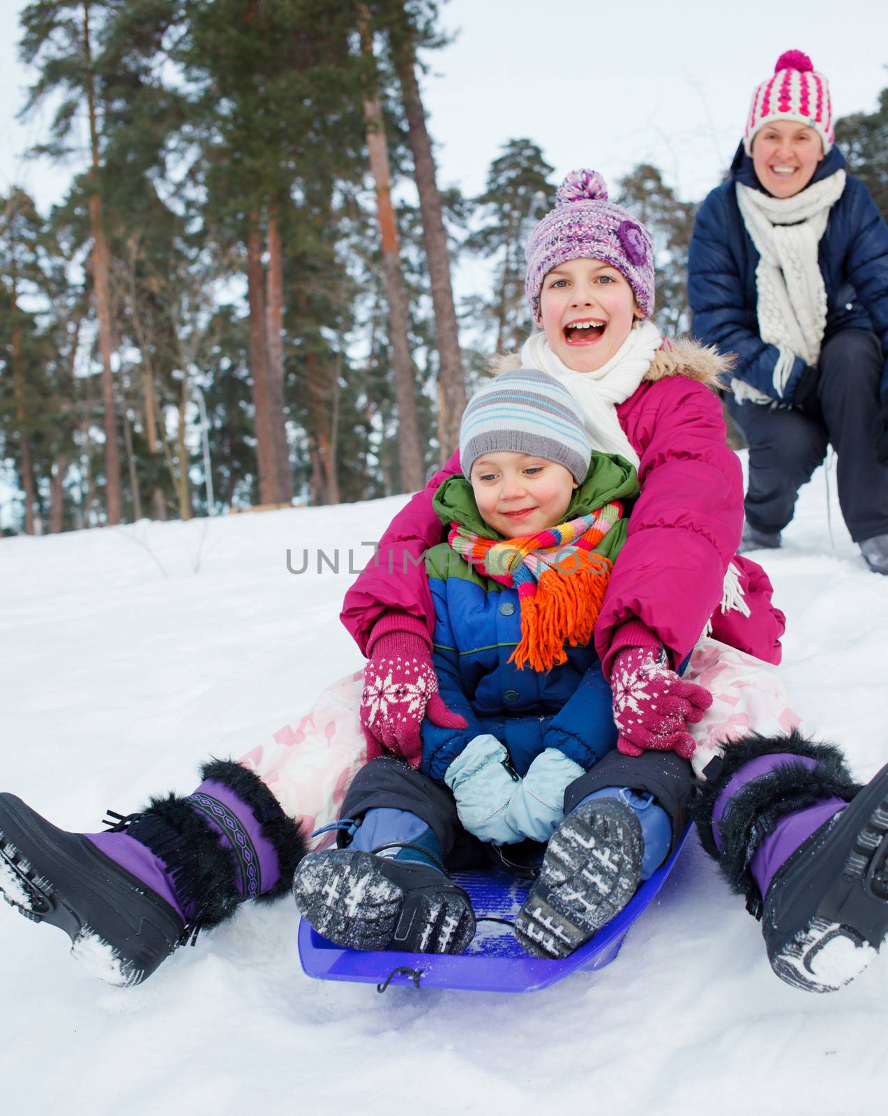 Two kids with mother is sledging in winter forest.