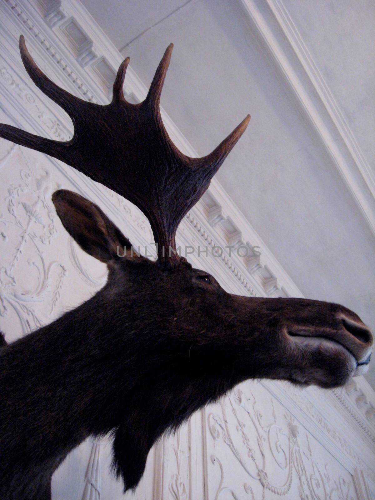 stuffed animal of elk on the wall by alexmak