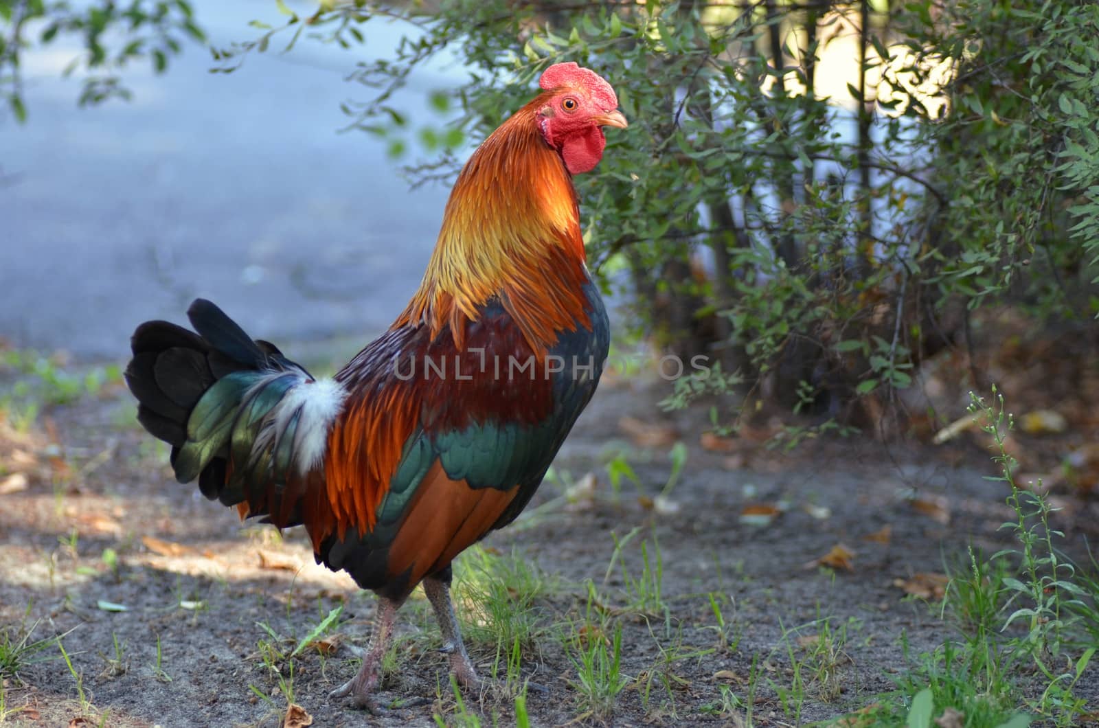 Almost adult small size rooster