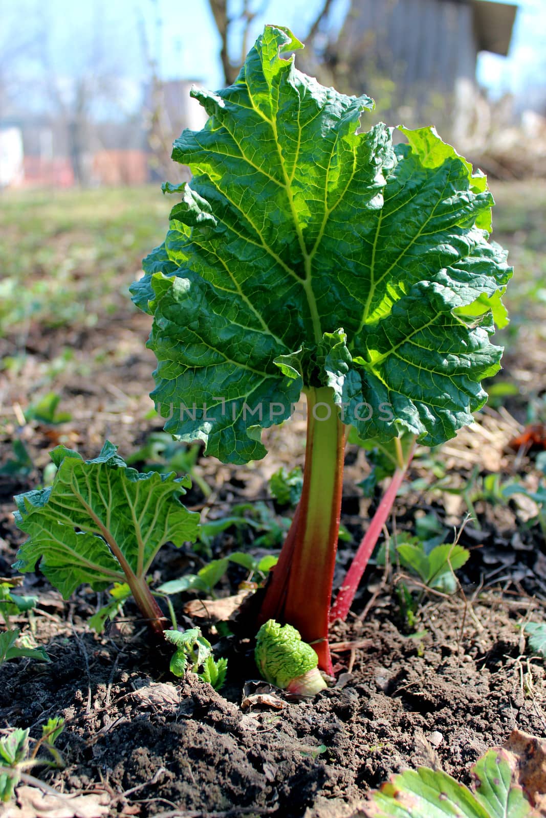 Young sprout of a rhubarb progrown from the ground in the spring
