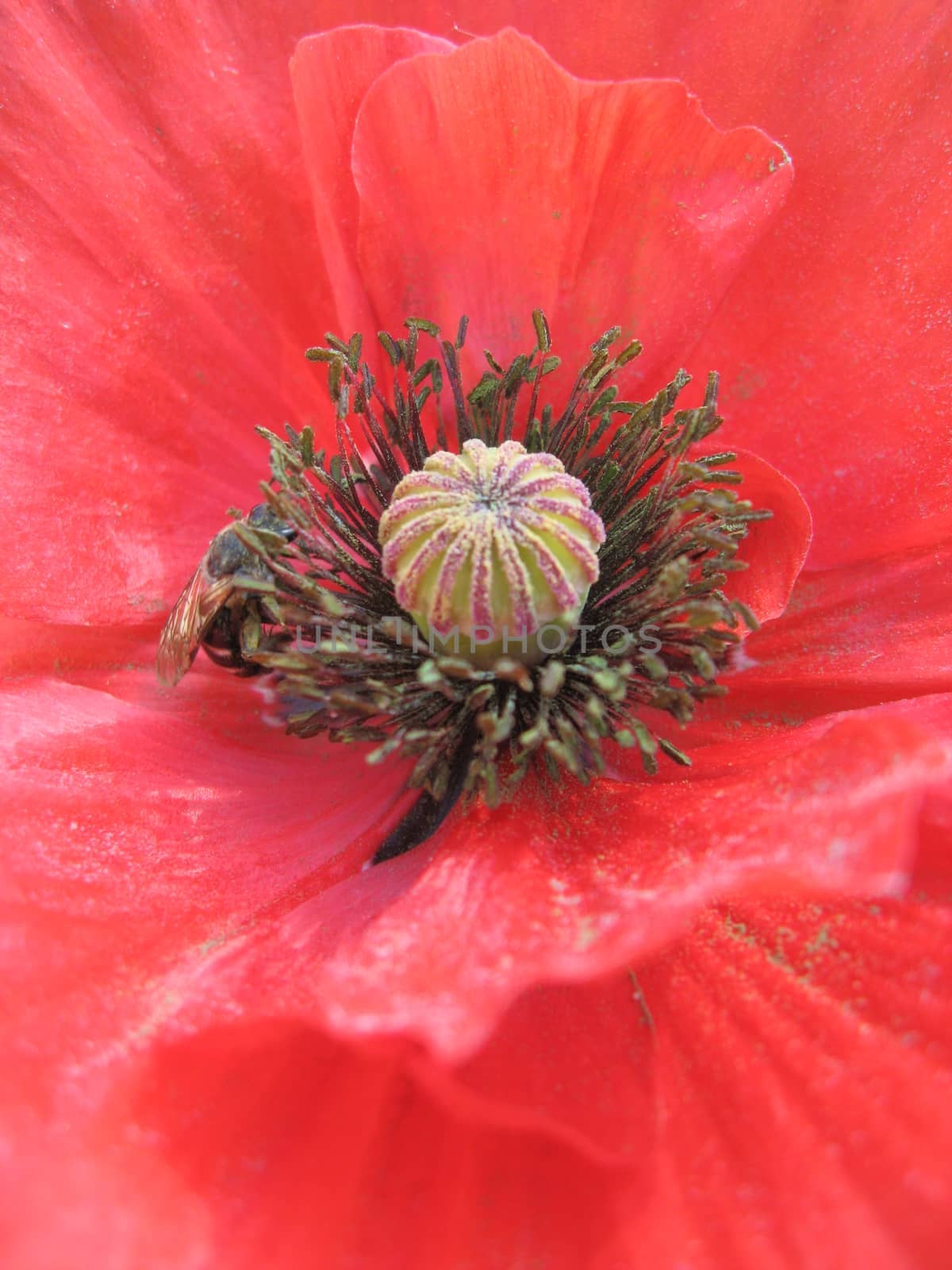 beautiful flower of red poppy by alexmak