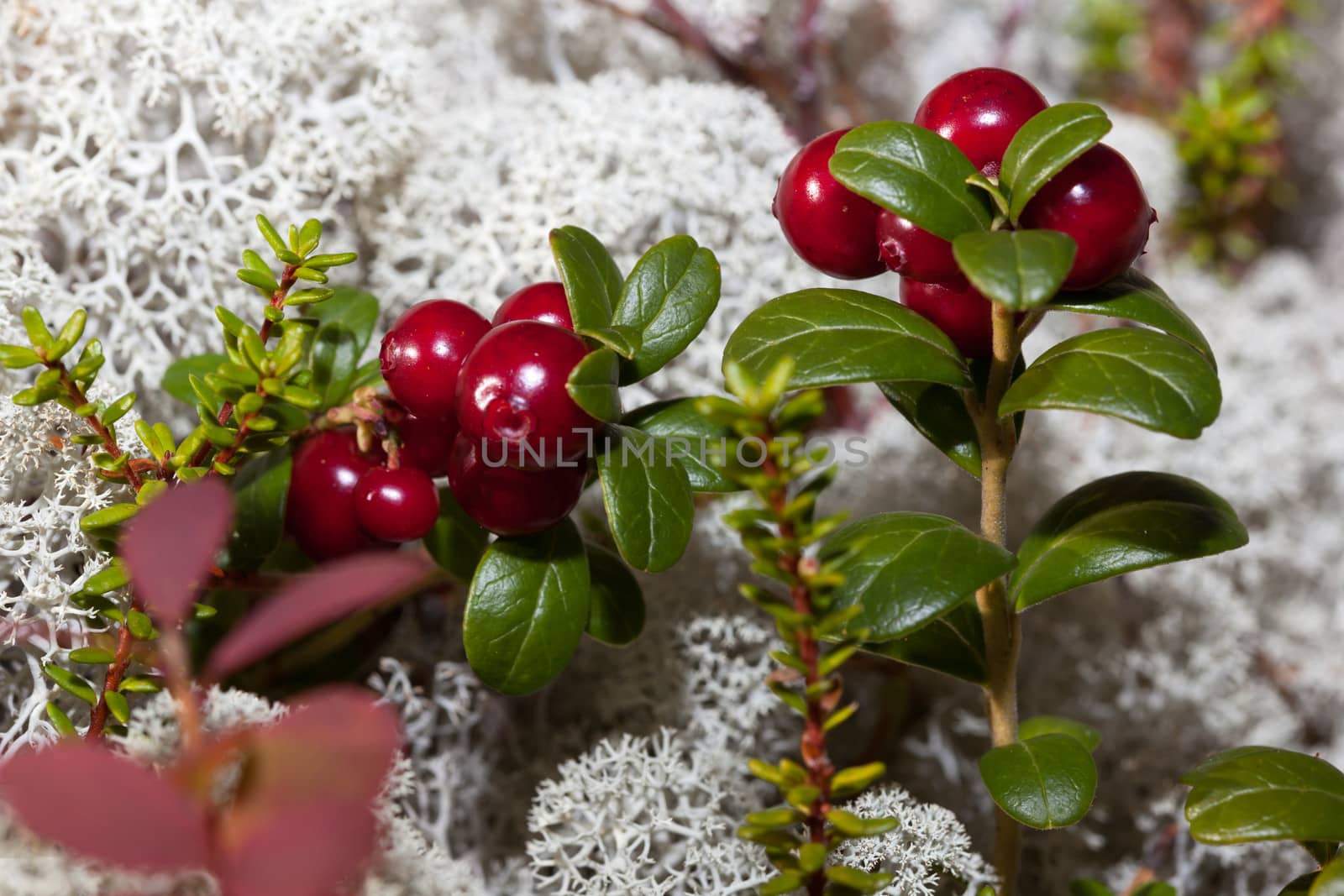 Ripe red cranberries in a forest glade  overgrown with moss reindeer moss