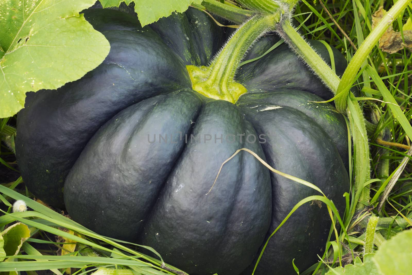 The ribbed gourd is hiding in the bushes