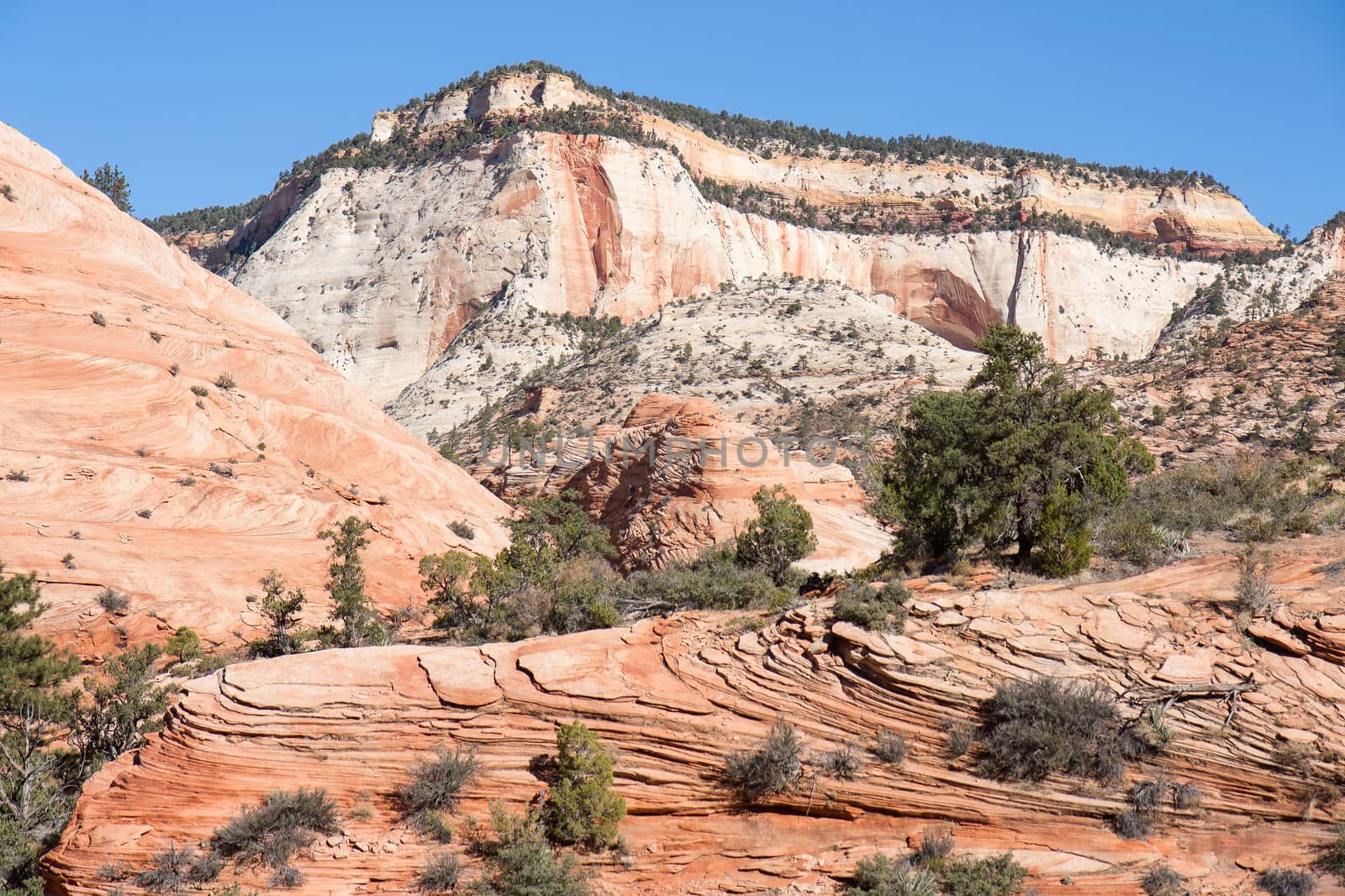 This landscape was taken in the upper plateau of Zion National Park in Utah.