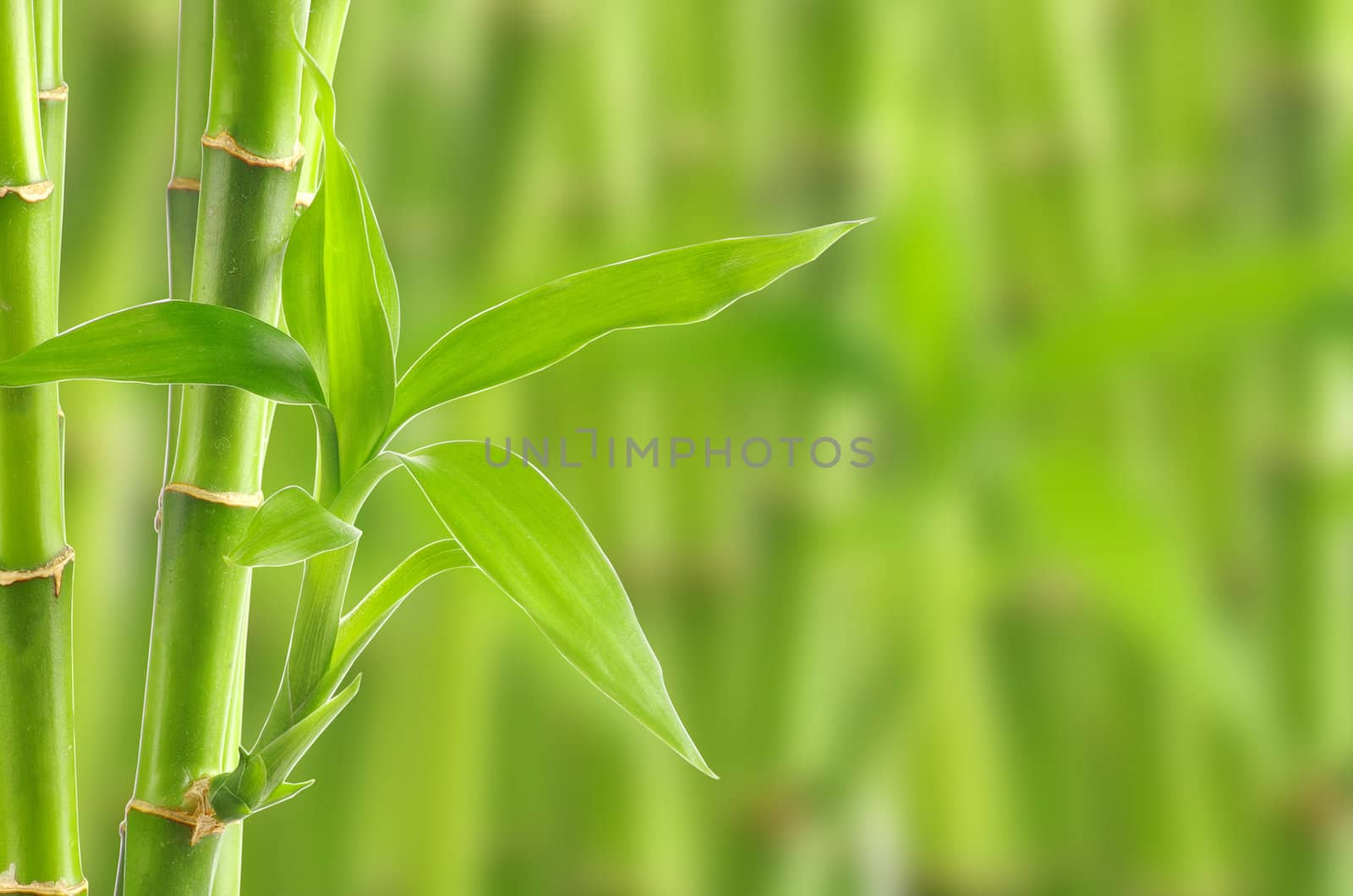 bamboo