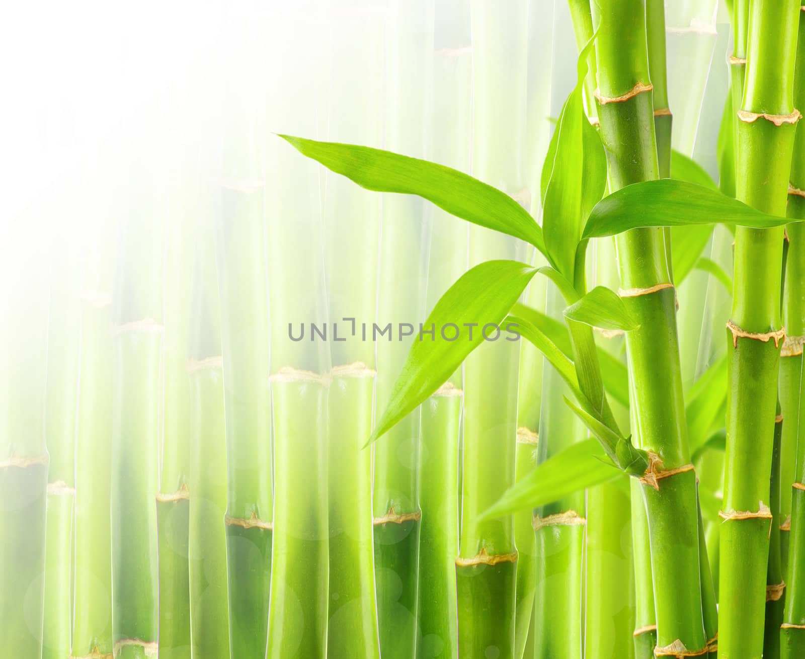 Bamboo background with copy space