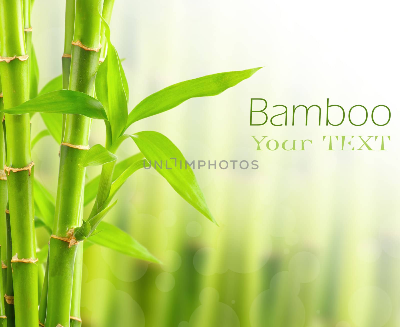 Bamboo background with copy space