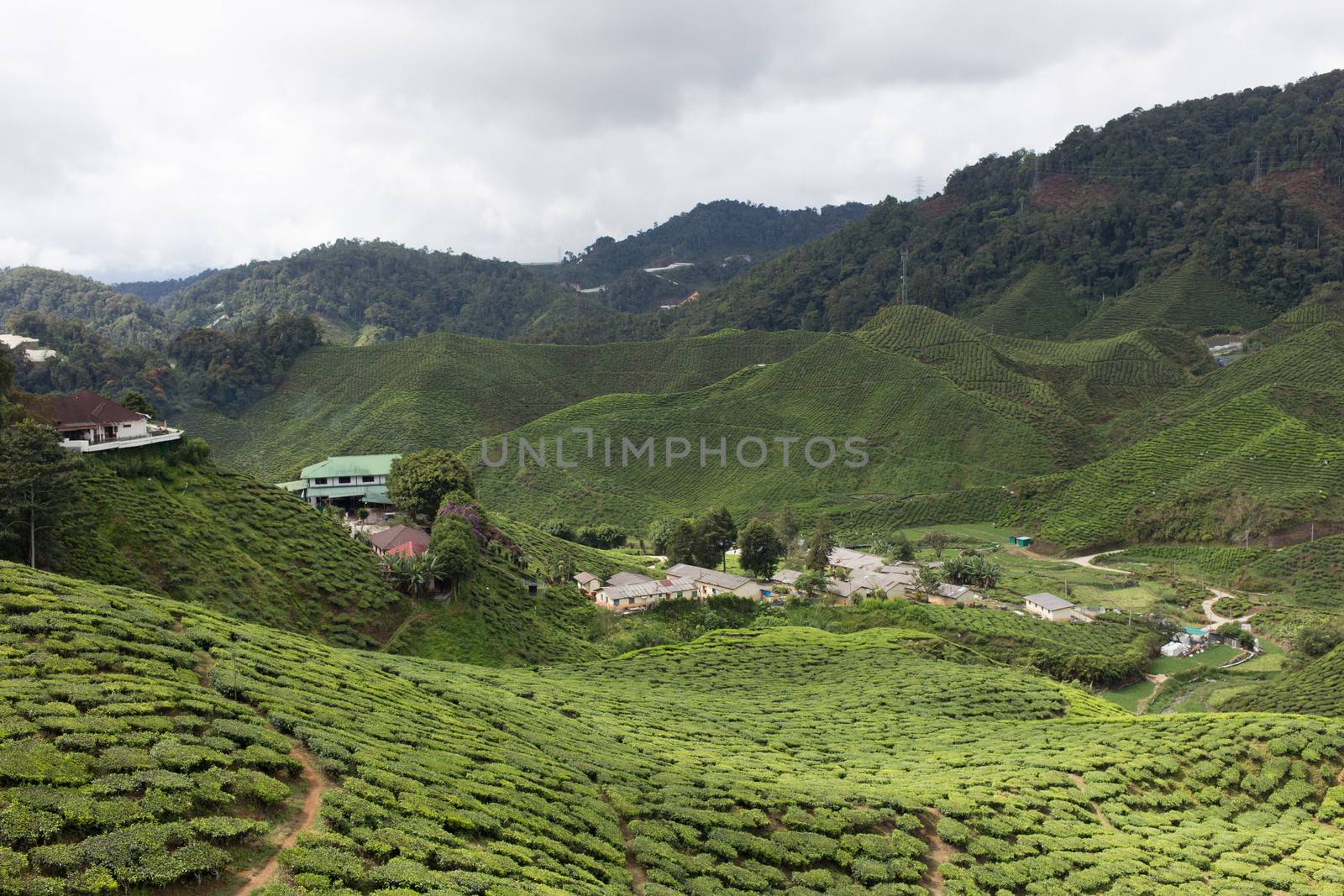 Landscape of Tea Field in Cameron Highlands, Malaysia