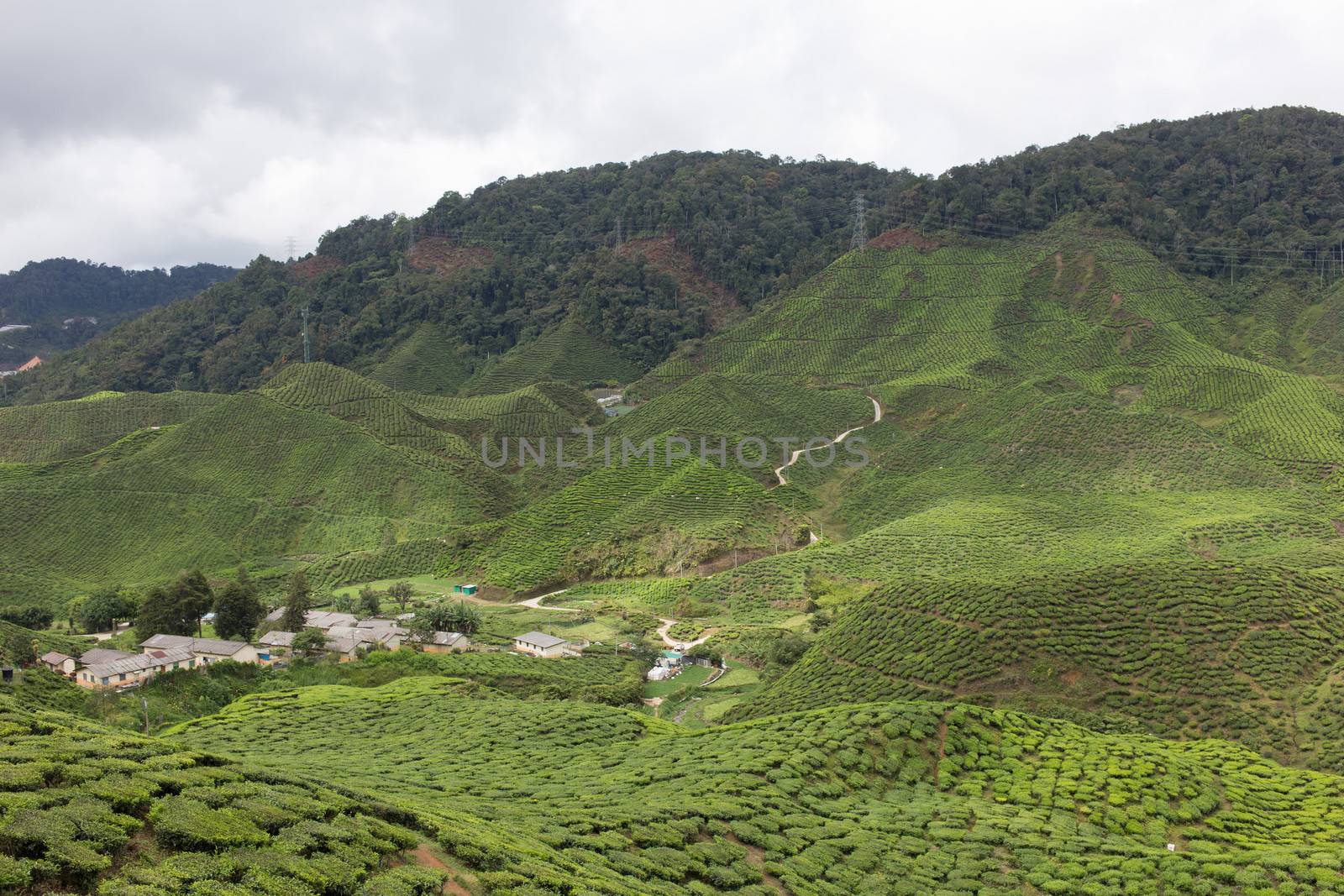 Tea Field in Cameron Highlands, Malaysia by ngarare