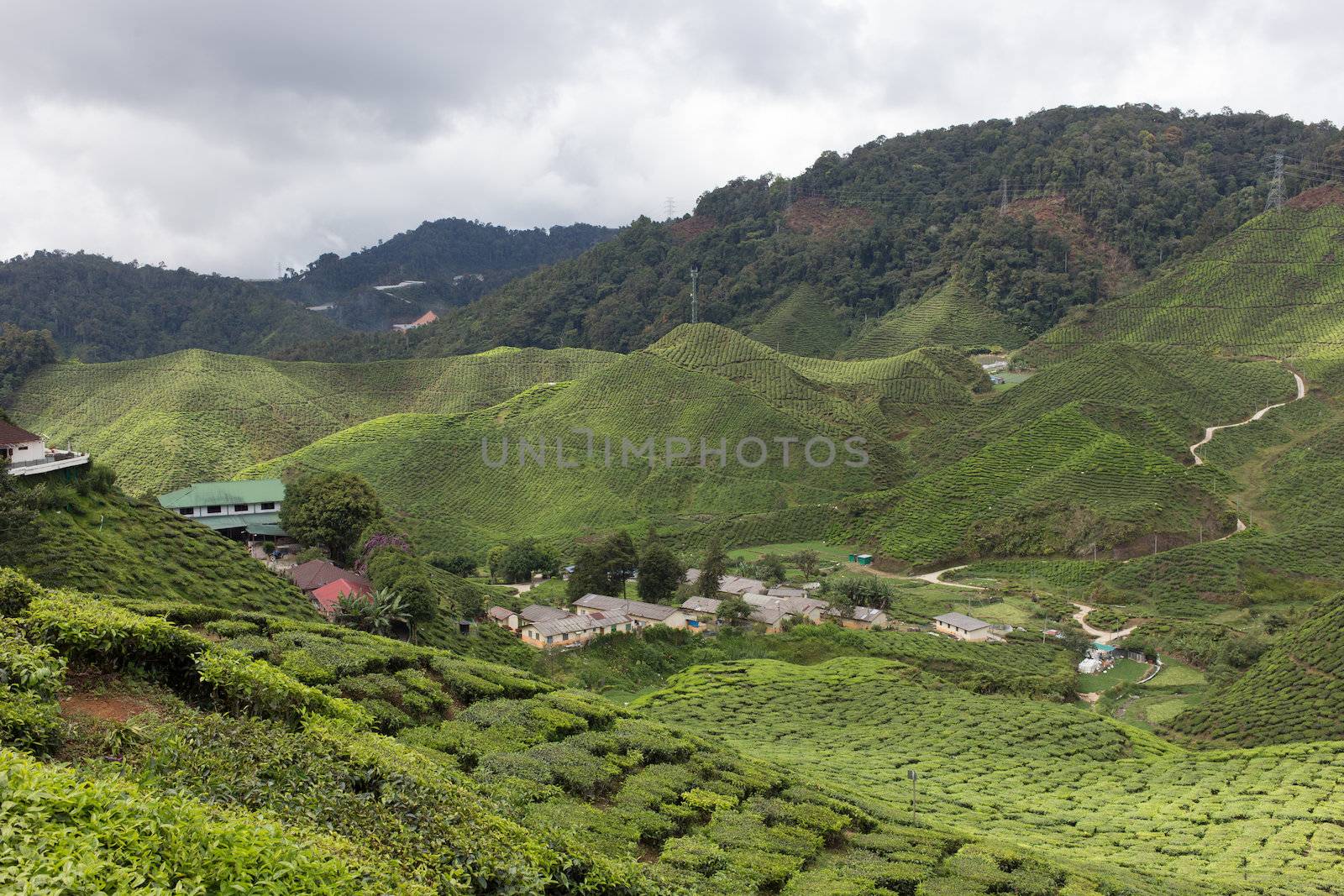 Tea Field in Cameron Highlands, Malaysia by ngarare