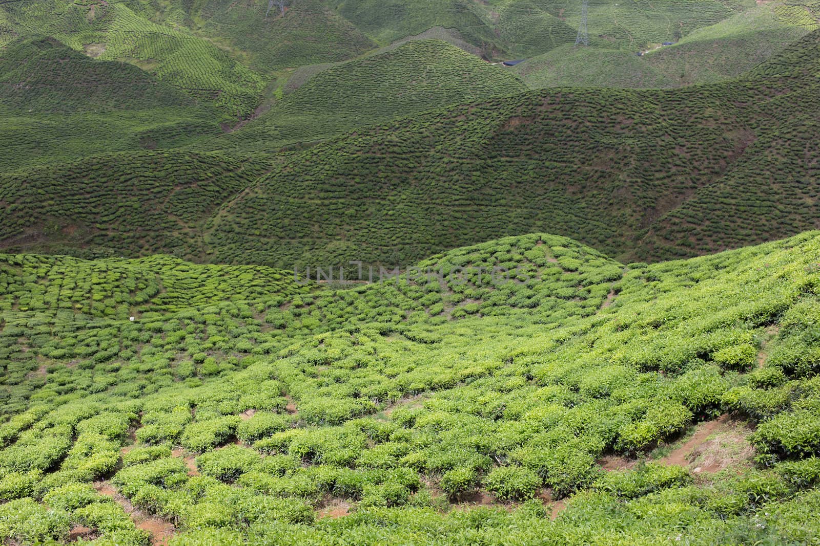 Tea Field in Cameron Highlands, Malaysia by ngarare