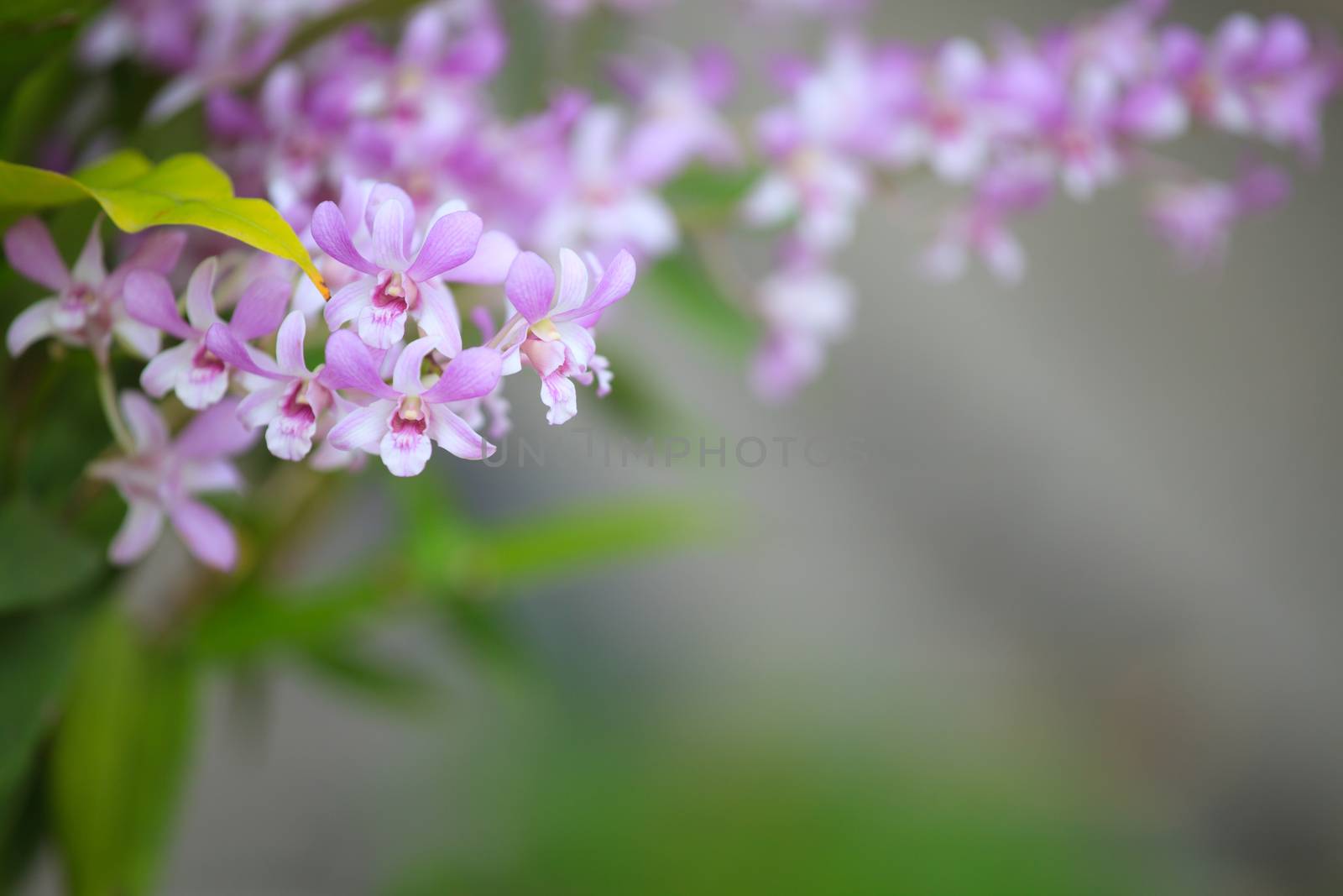 orchid on tree shallow depth of field by khunaspix