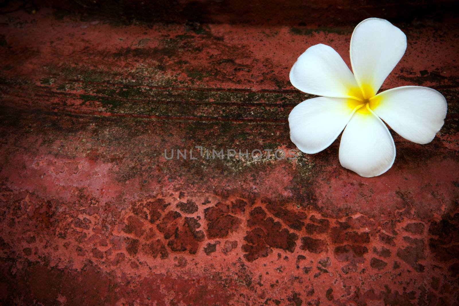 frangipani flower by khunaspix