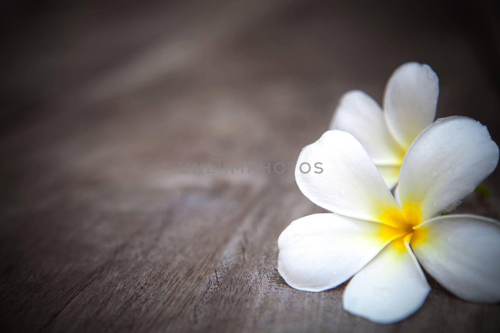 frangipani flower by khunaspix