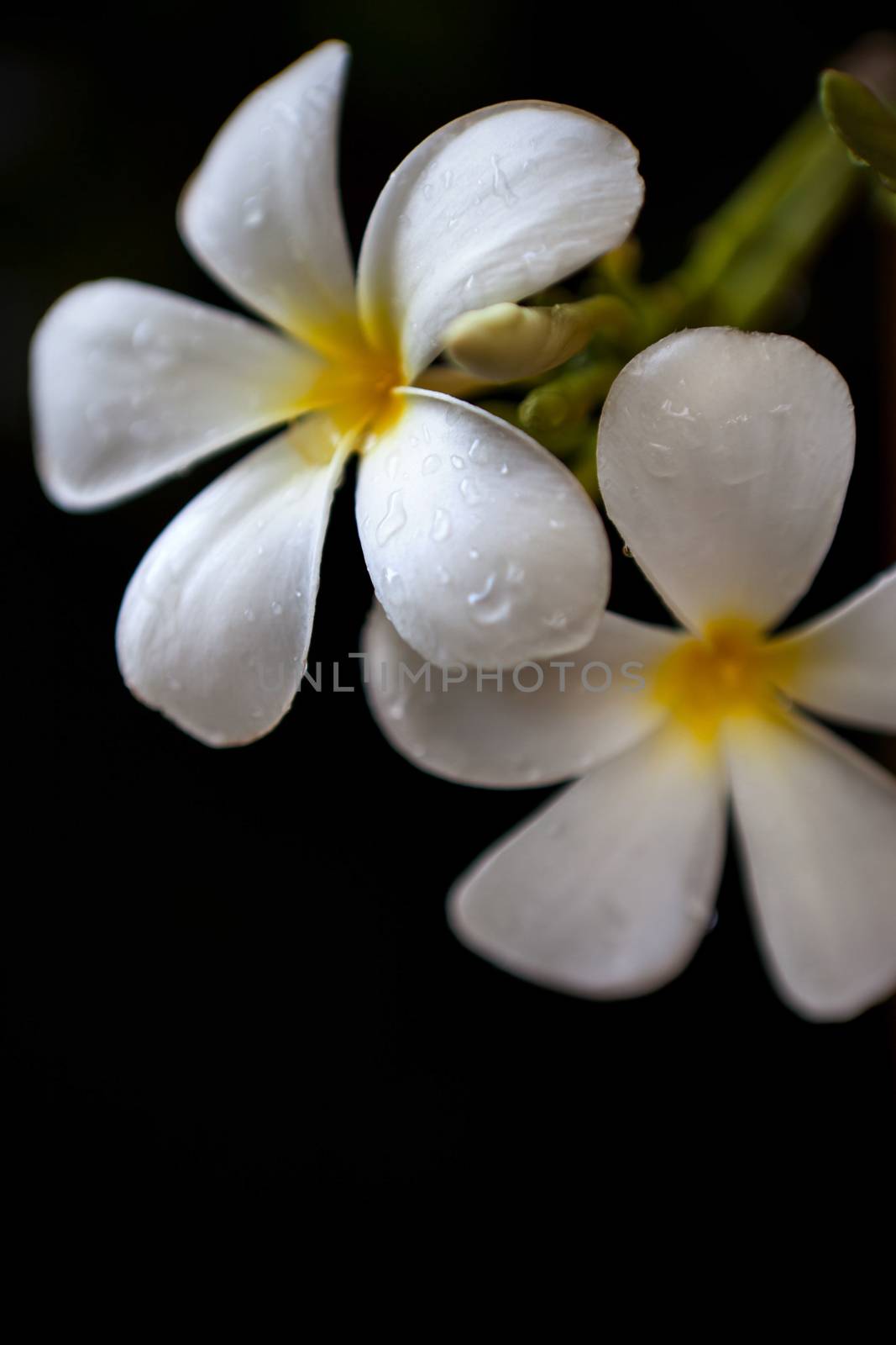 frangipani flower