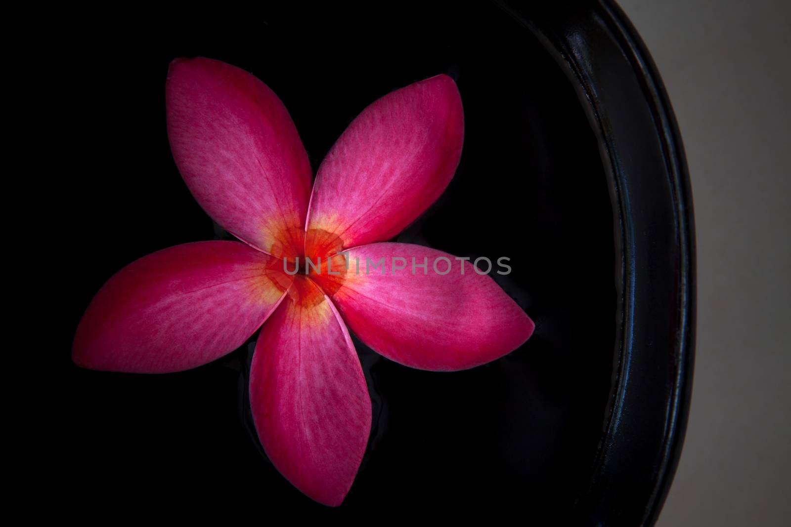 frangipani flower by khunaspix