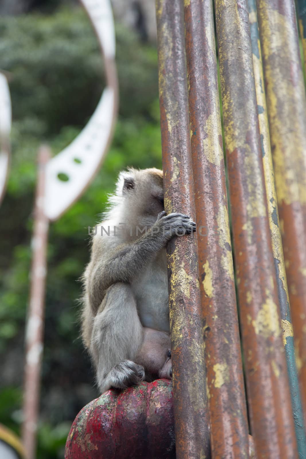 Cynomolgus Monkey sit behind pole at Batu Caves, Malaysia