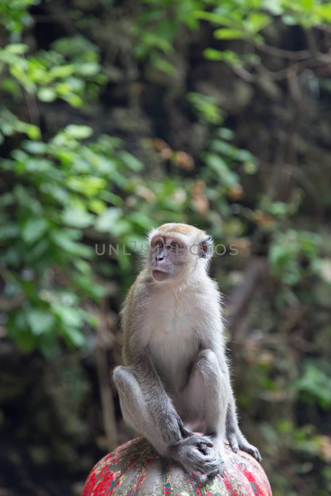 Cynomolgus Monkey at Batu Caves by ngarare