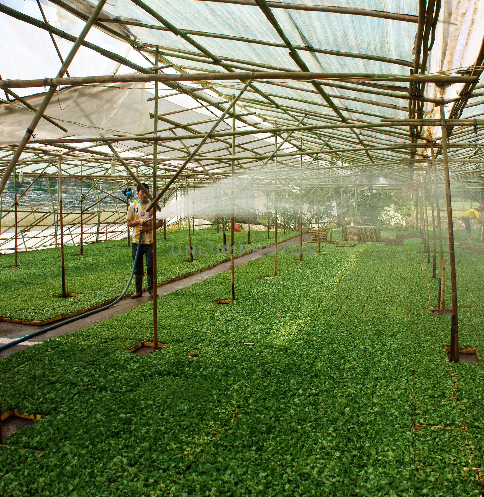 Farmer water the plants for nurseling at green-house, this is daisy nursery garden. These nursey gardens locate at Dalat- city of flower. Dalat, Viet Nam- September 05, 2013