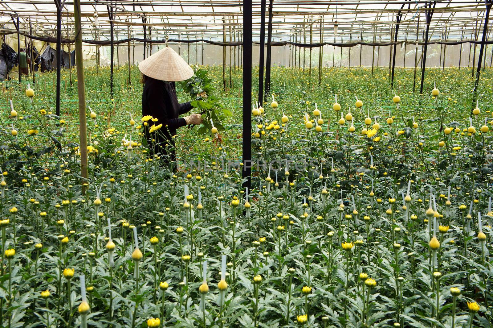 Farmer harvest daisy which grow in conservatory. Dalat, Viet Nam- September 05, 2013

