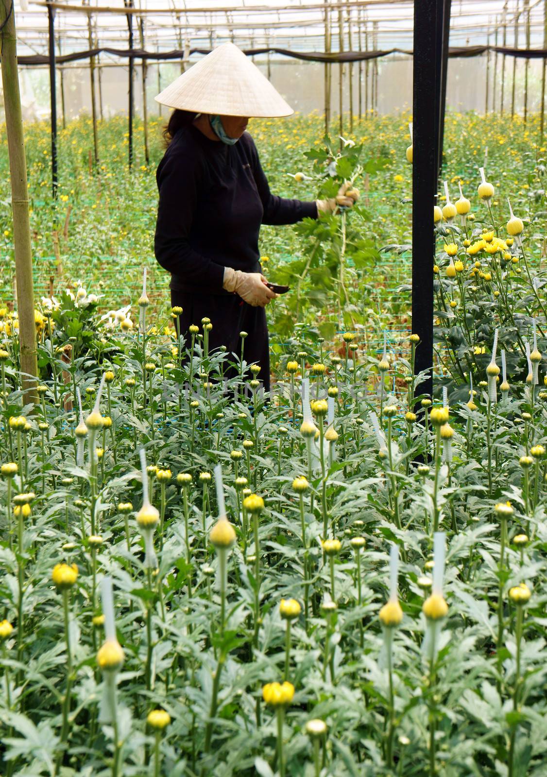 Farmer harvest daisy which grow in conservatory. Dalat, Viet Nam- September 05, 2013

