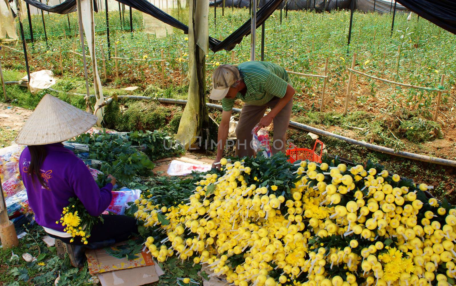 Farmer harvest daisy which grow in conservatory. Dalat, Viet Nam- September 05, 2013